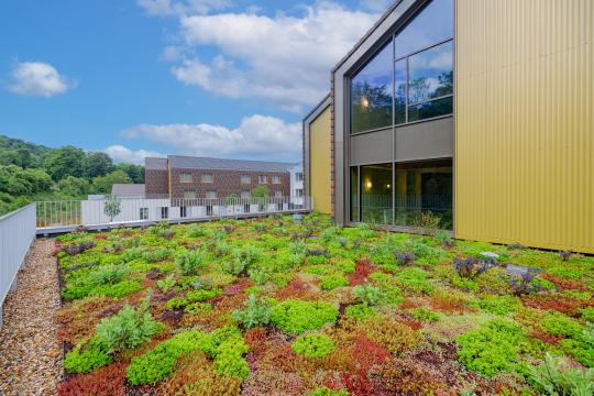 Plantas locais: A escolha sustentável para coberturas verdes