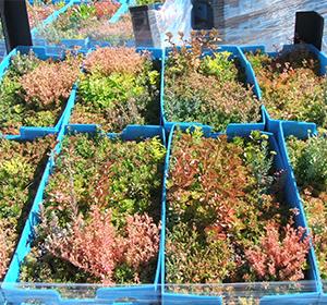 La Toundra’Box : le système de végétalisation prêt-à-poser